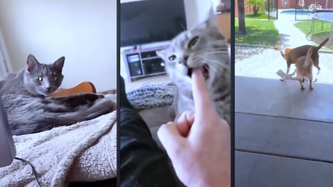 Try not to laugh - Cat & Dog Funny moment