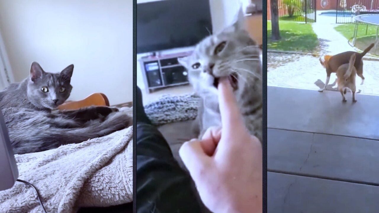 Try not to laugh - Cat & Dog Funny moment
