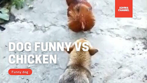 Dog funny vs chicken