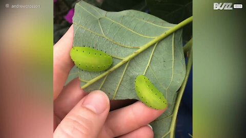 Deux insectes vert fluo dévorent une feuille d'avocatier