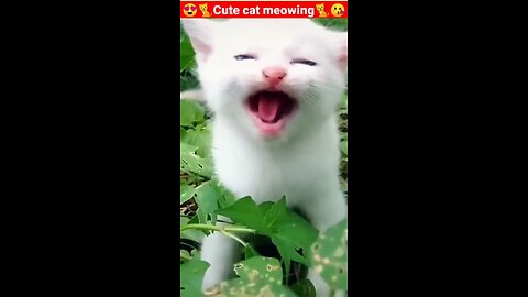 Cat meowing 🐱🐱❤️/cute cat/meowing