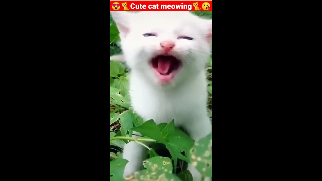 Cat meowing 🐱🐱❤️/cute cat/meowing