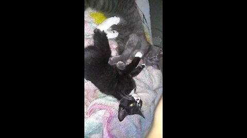 The cute kitten brothers
