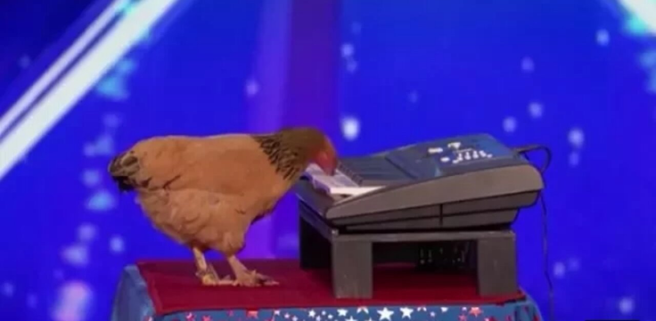 Jokgu The Chicken Plays The Piano! SHOCKING! #talentshows