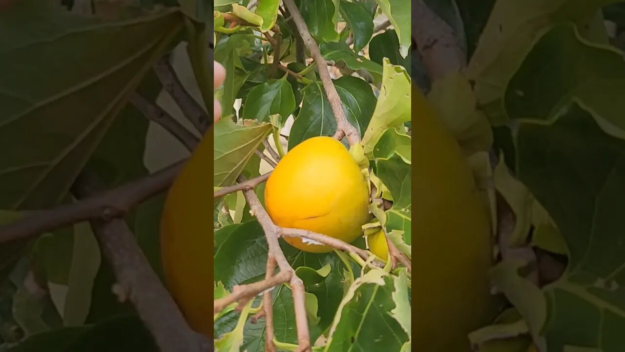 Persimmon trees in south Korea - #Persimmon #fruittree