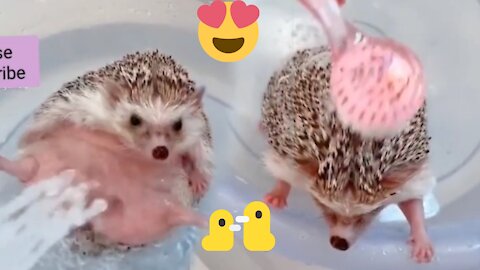 New Video Trend the "Hedgehog" make a shower... don't lose.