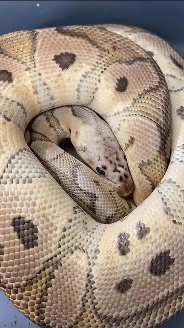 How to pull Ball Python eggs from the mom