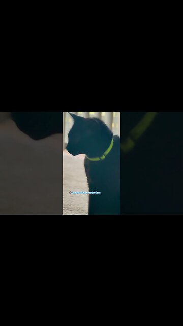 Sunday Kind of Day #catshorts