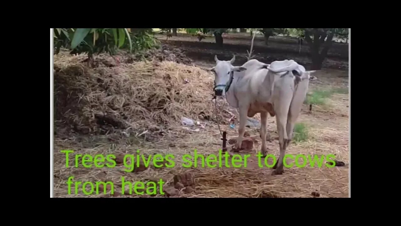 My thoughts on 🍃 tree shade for 🐄 cows,#tree #thoughts #shade #my #for #cows #trees #treelovers,#cow