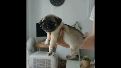 Angry Reaction by Cute Pug