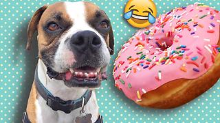 Boxer celebrates National Donut Day in style