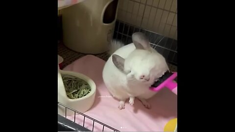 White ball of floof enjoys her grooming