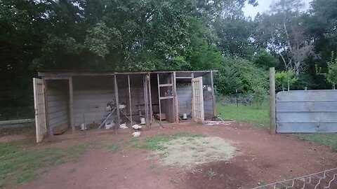 How do the Chickens like the new feed?