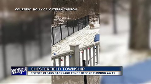 Coyoye clears backyard fence in Chesterfield Twp before running away