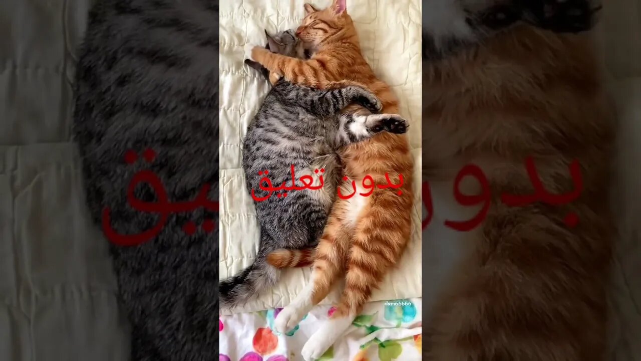 بدون تعليق