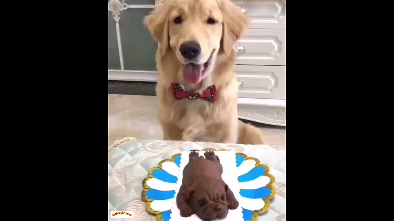 Look how the cute dog is loving the dog🐕🐕 trending video