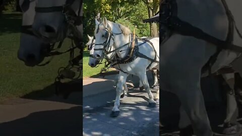 Horse-drawn bus at Greenfield Village in Dearborn, Michigan 9/30/22