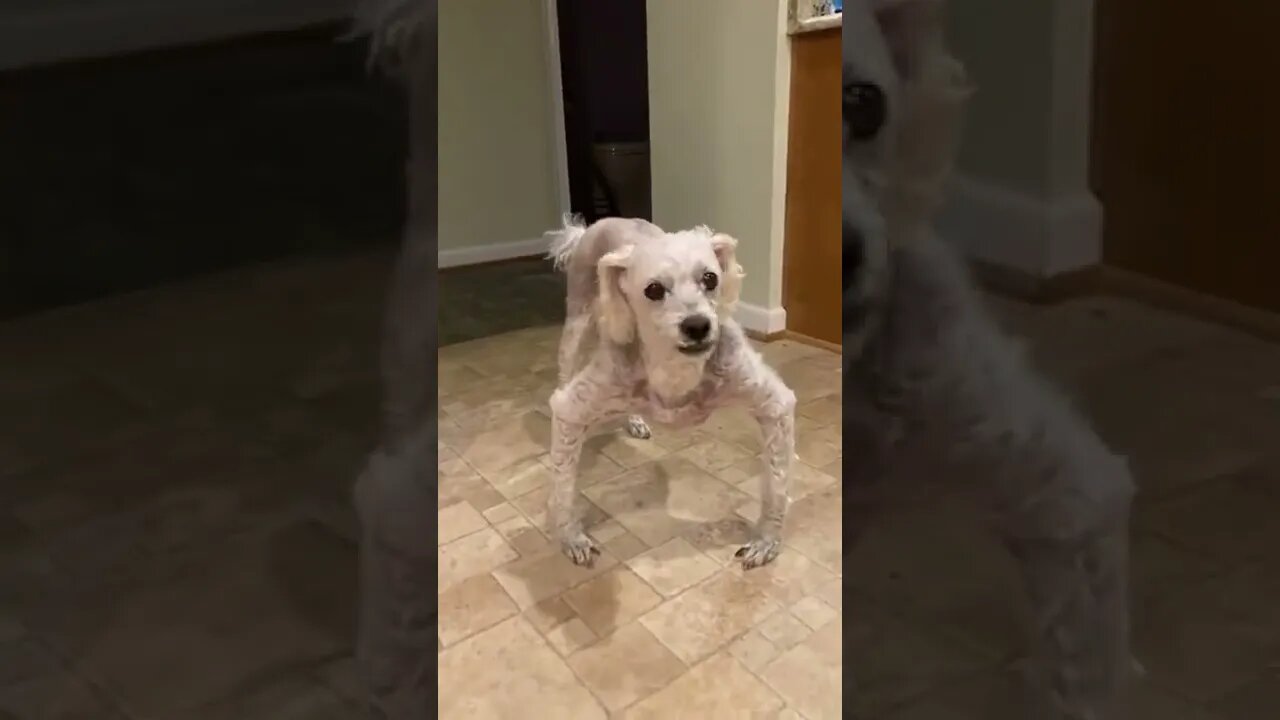bodybuilder dog