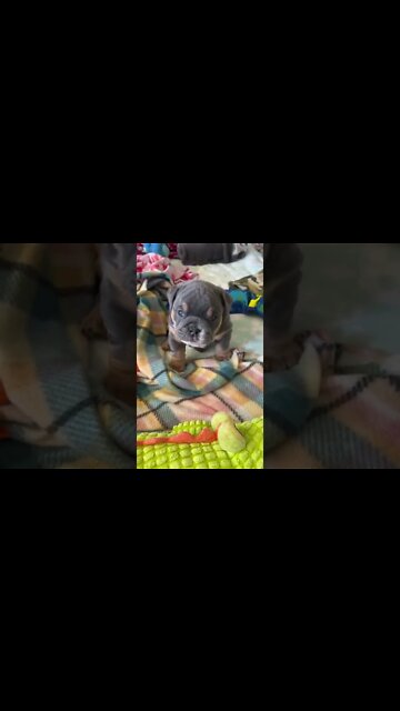 1Min Animal World #dogs #cats #pet