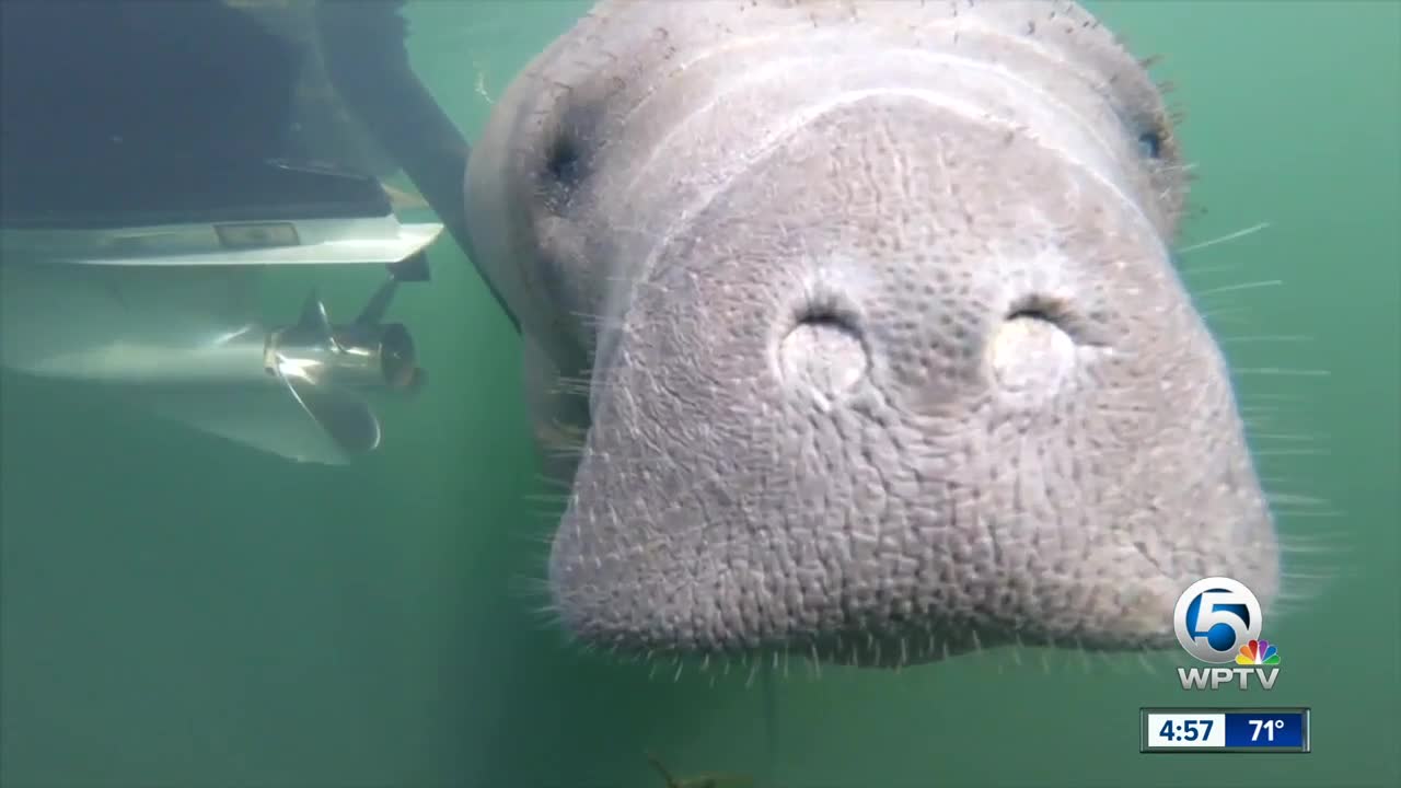 Manatees in Florida are finding fewer & fewer warm water spots