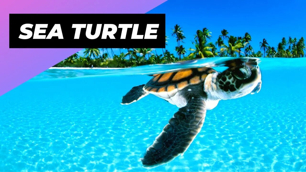 Sea Turtle 🐢 One Of The Most Beautiful Sea Creatures #shorts