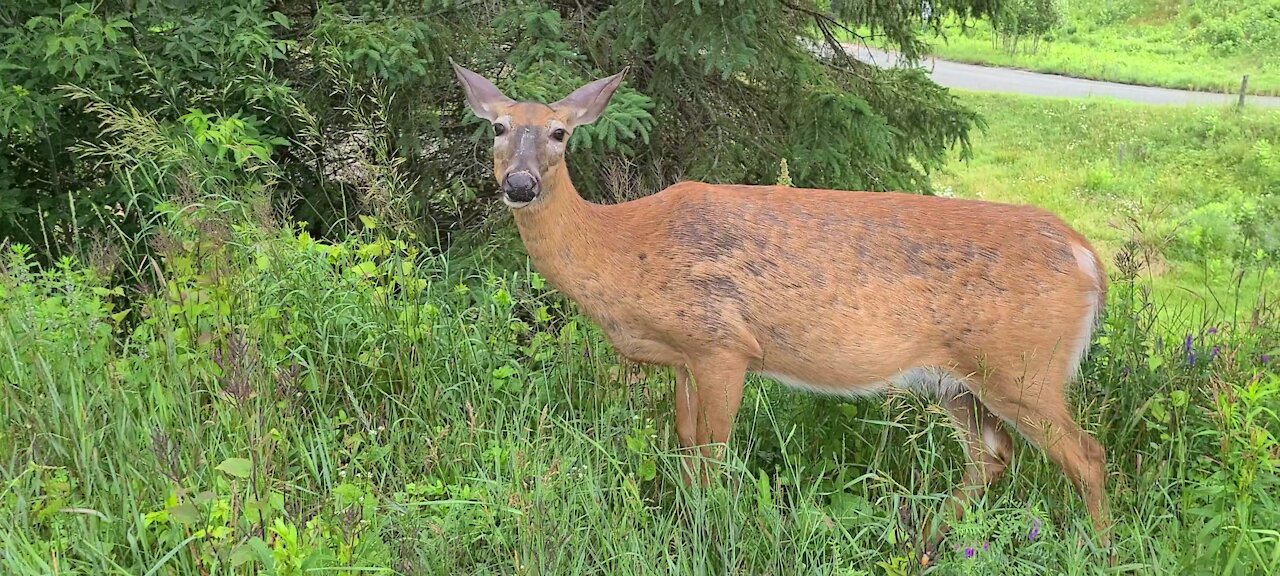 Mother deer out alone