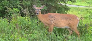 Mother deer out alone