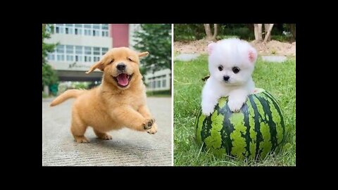 funny puppies