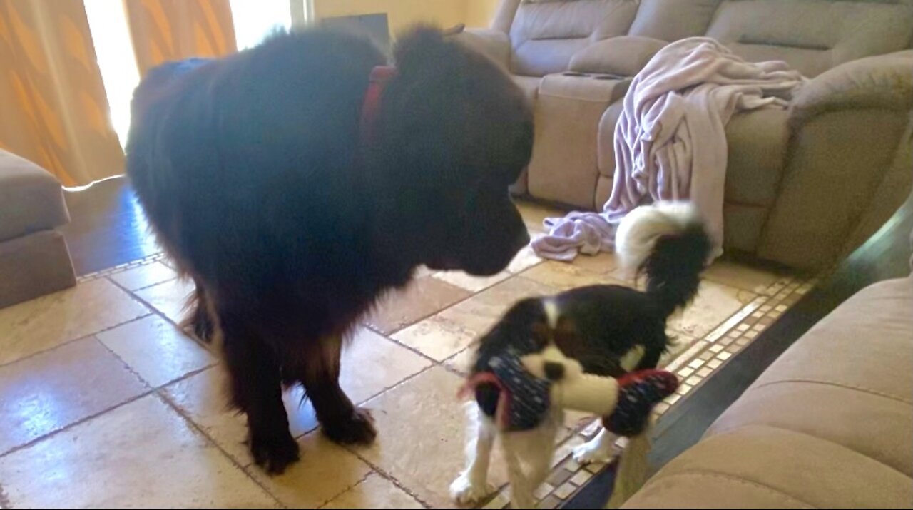 Newfoundland and Cavalier show off their daily routine