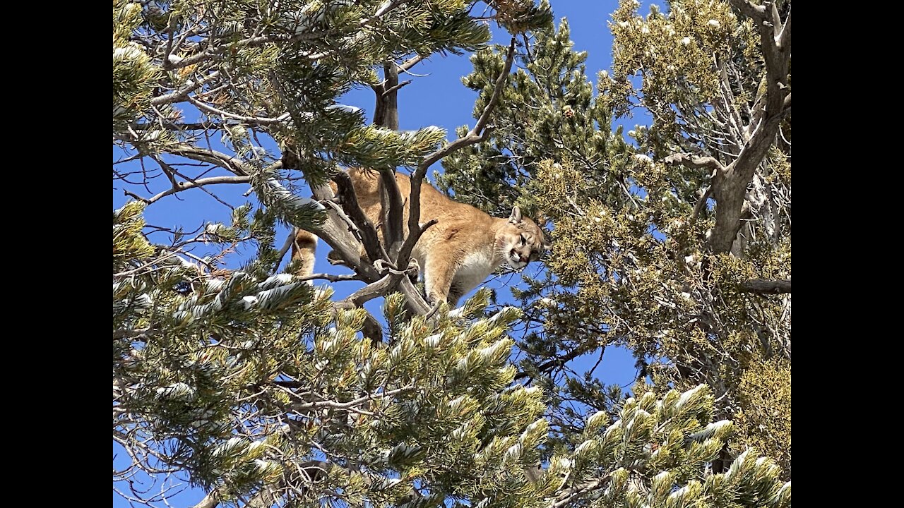 Mountain Lion