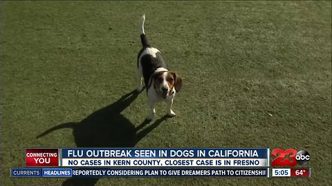 Cases of dogs with the flu have been reported in California, closest place to Kern County is Fresno