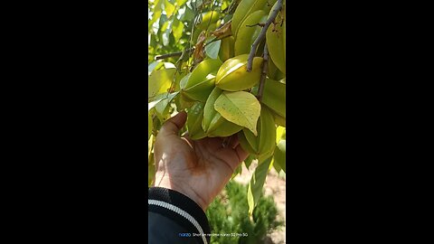 Saw star fruit tree for the first time