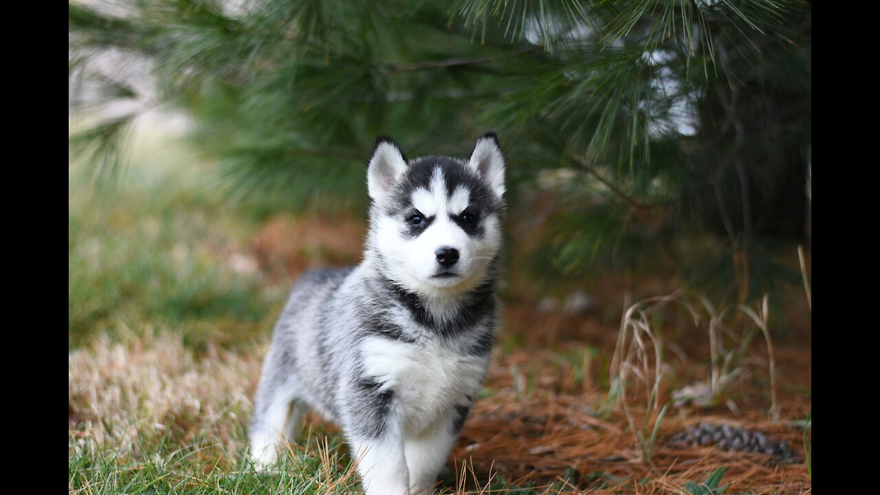 Our Cute little 🐶husky playing at home | Husky lovers dog lovers ♥