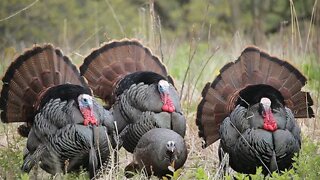 TURKEY DAY WALKDOWN