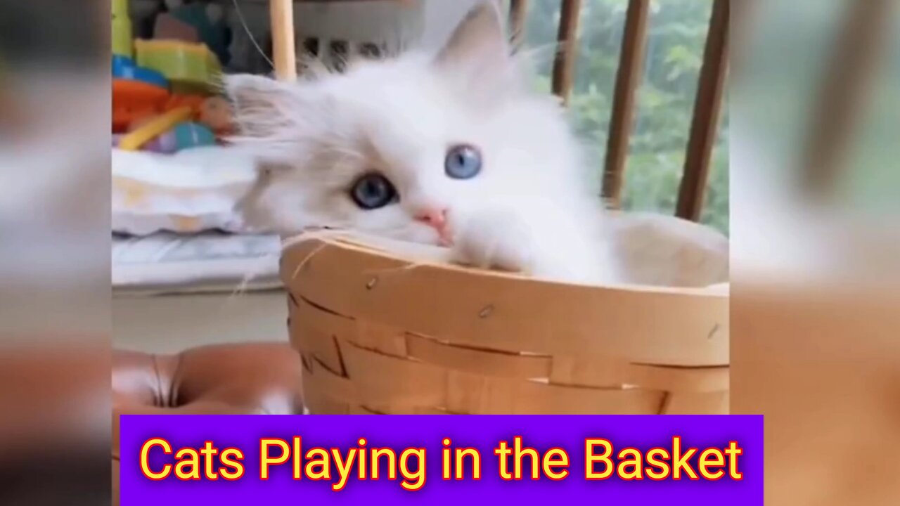 the cat is playing with me in a basket 🧺 | animals| cats