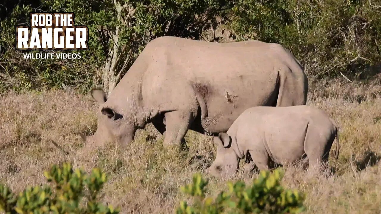 Black Rhino Mother And Calf | Ol Pejeta | Zebra Plains On Tour