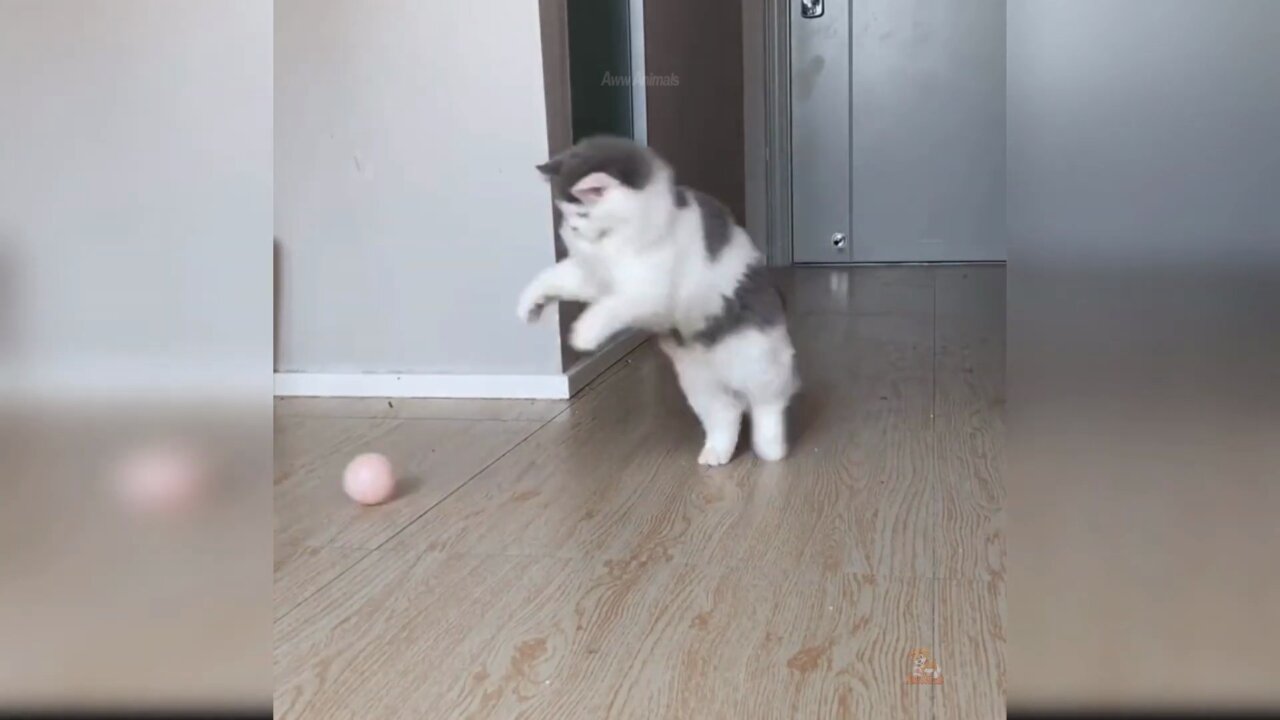 Baby Cats - Cats Playing with ball like funny Videos Compilation