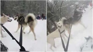 Huskies är lika bra som renar att dra en kälke