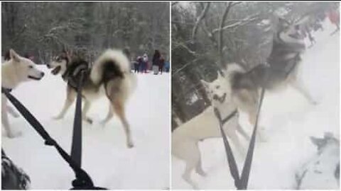 Huskies är lika bra som renar att dra en kälke