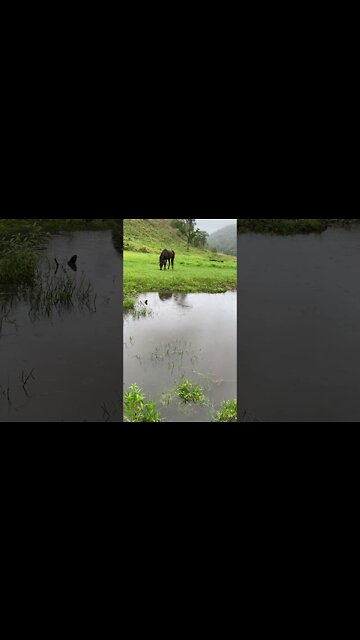 Rain drops in the creek