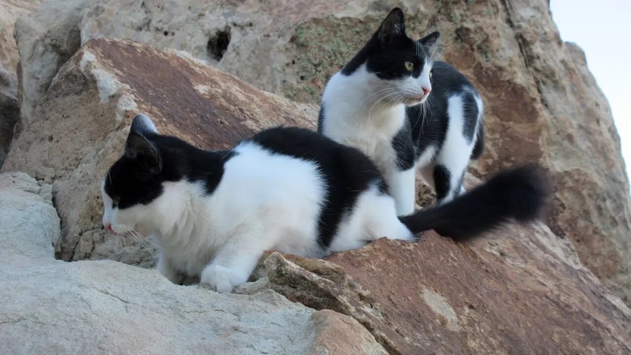 Our Cats #117 #shorts – Older Cat Follows Younger Kitten on Our Mountain Walk