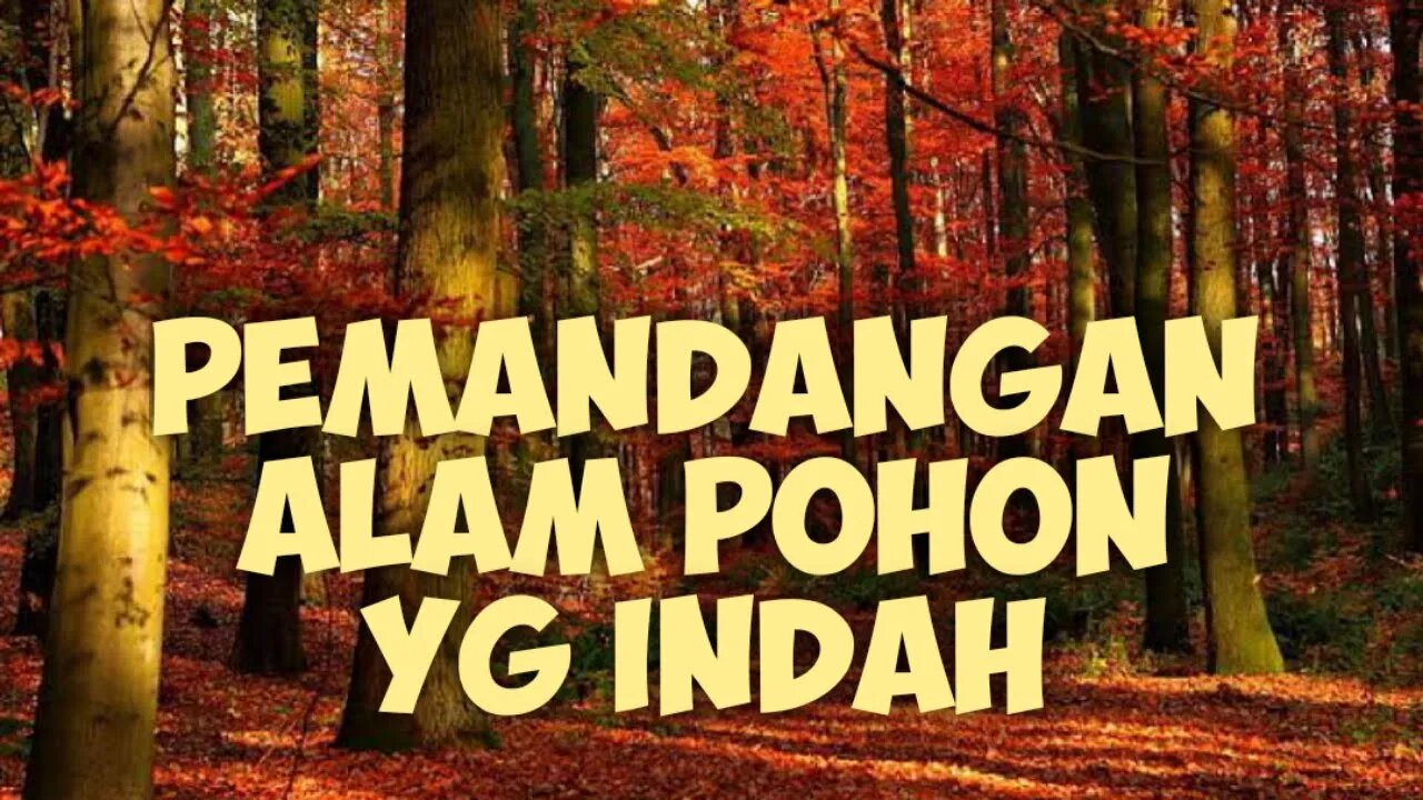 pemandangan alam pepohonan hutan yg sangat indah