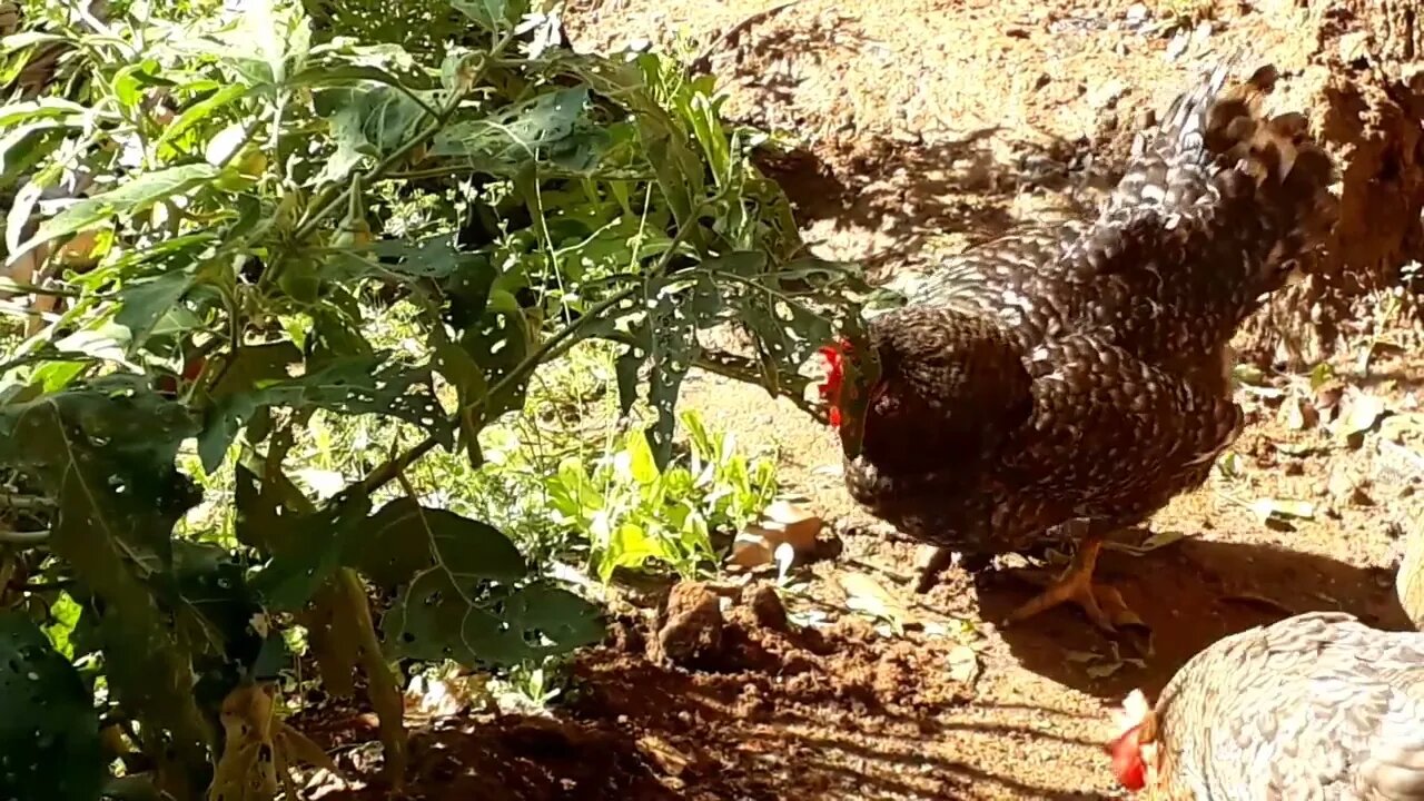 Galinha deitada no sol