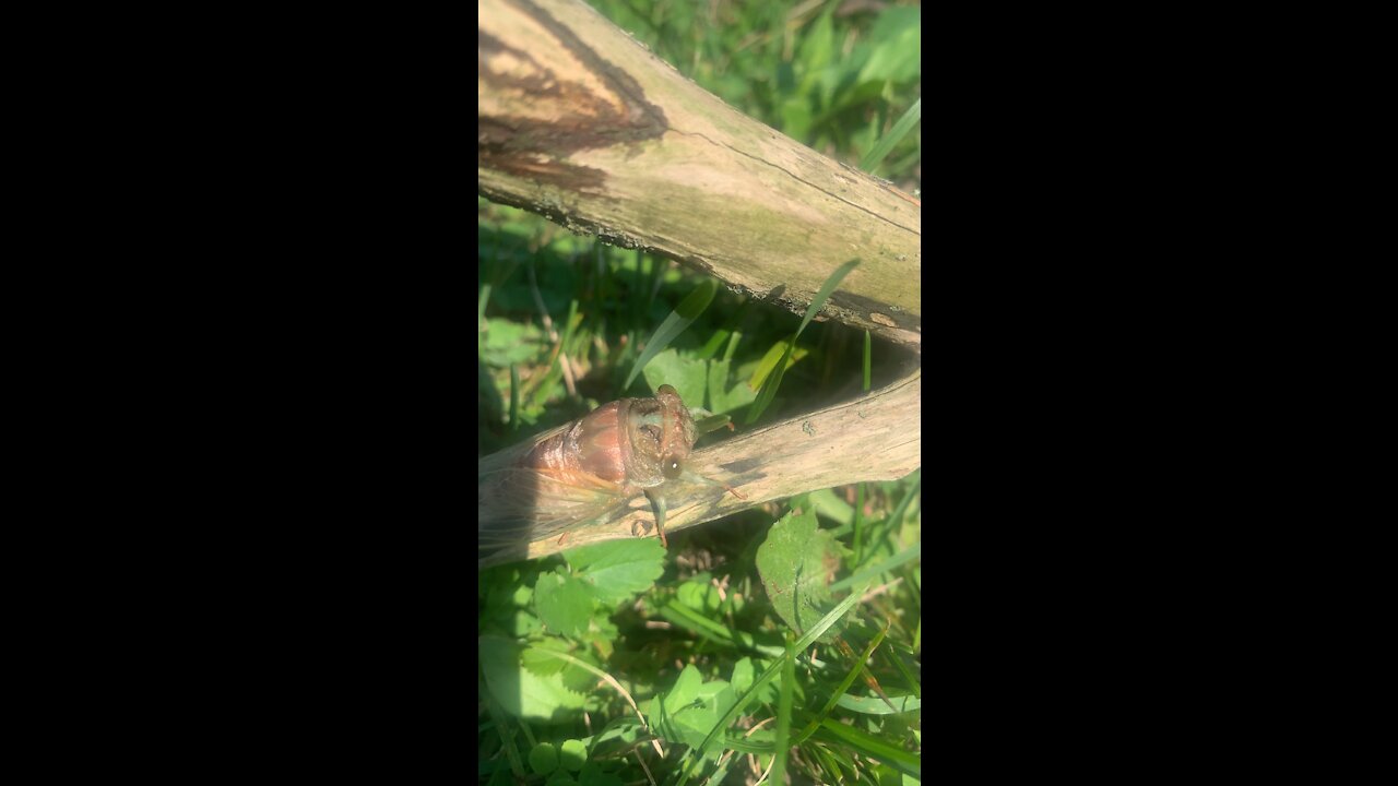 Common Cicada