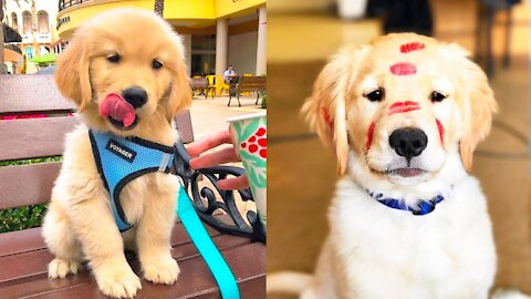 Baby Dogs - Cute and Funny Dog Videos Compilation #25