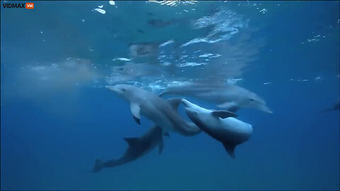 A Group Of Dolphins Get High Off A Puffer Fish, Pass It Around Like A Joint