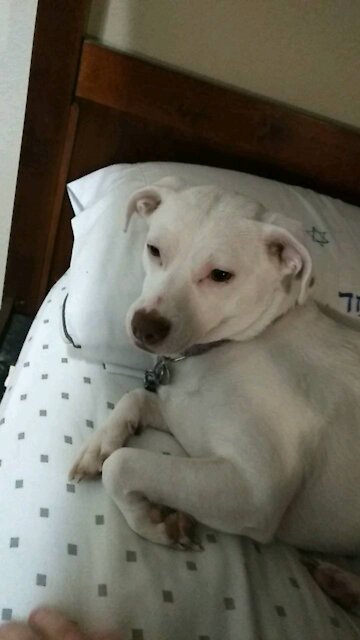 Schnitzel gets big angery