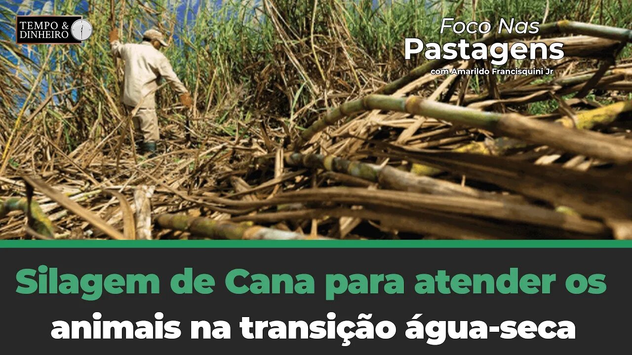 Silagem de Cana para atender os animais na transição água-seca. Tema de hoje de Foco nas Pastagens