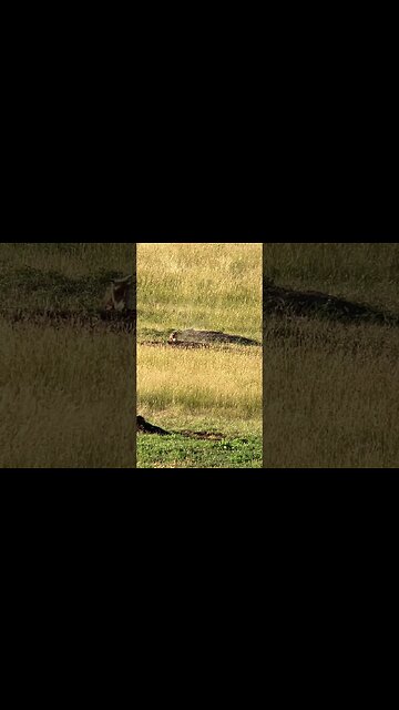 Team G&T701 sharpshooter Axel, rolling a prairie varmint. #shorts