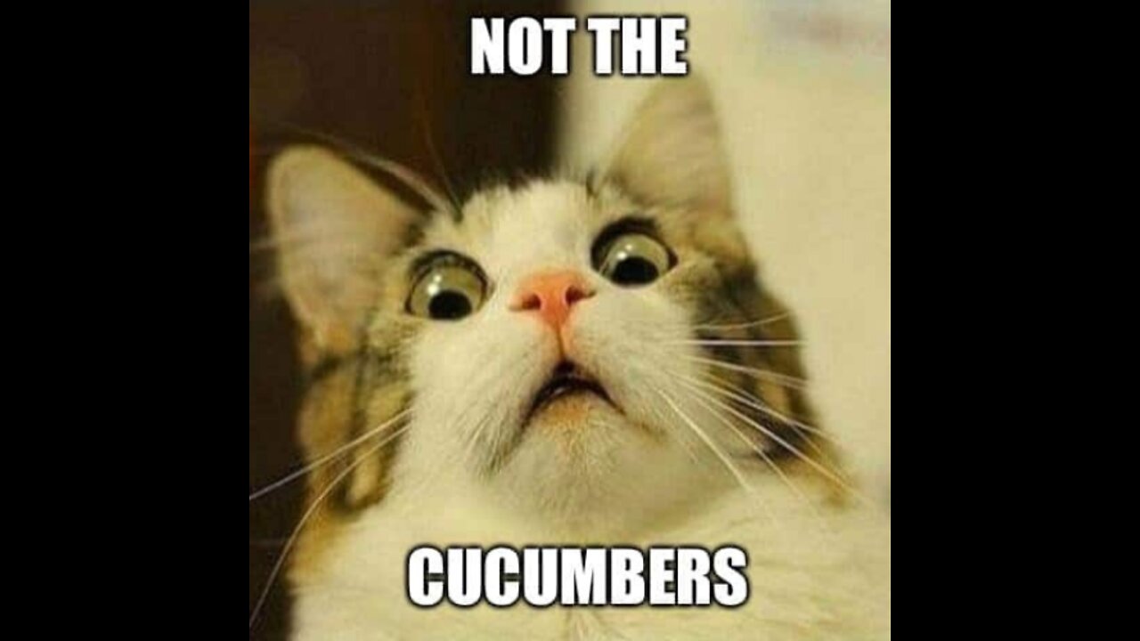 Cat Vs Cucumber Challenge - Funny Cat Reaction #6